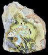 Slab Of Clay Canyon Variscite - Old Collection Stock #39159-1